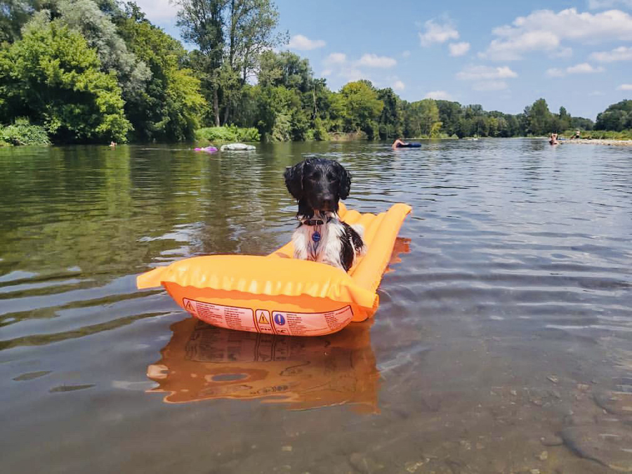 Camping Beau Rivage Hond op luchtbed